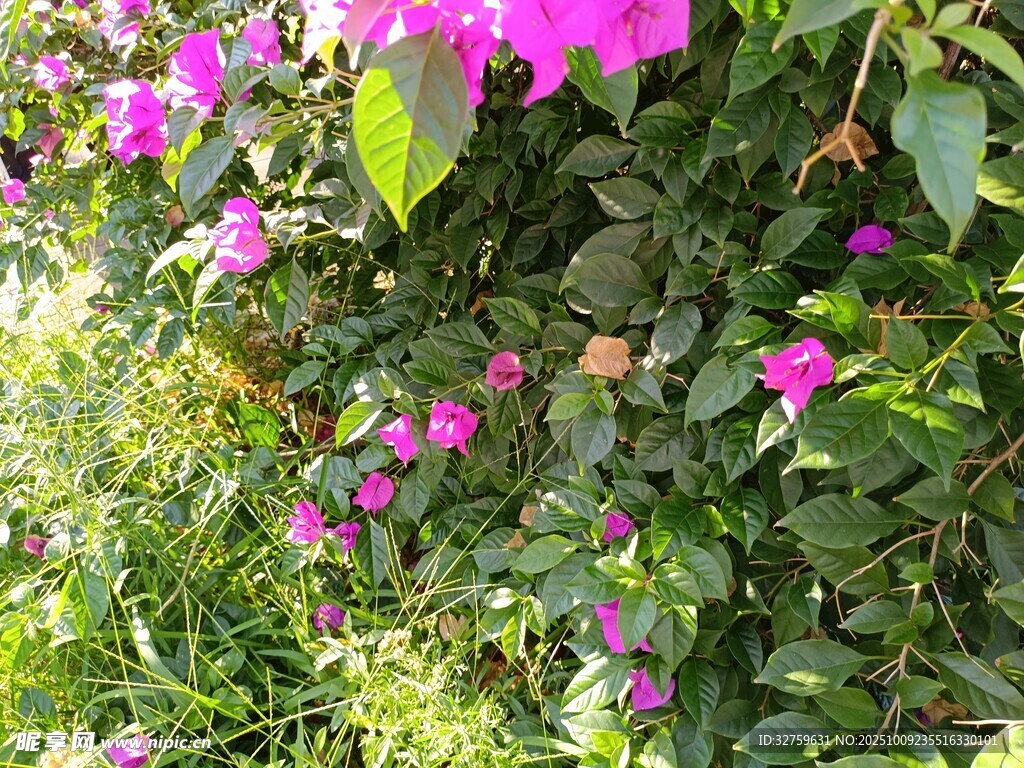 綻放的粉色花卉與綠葉