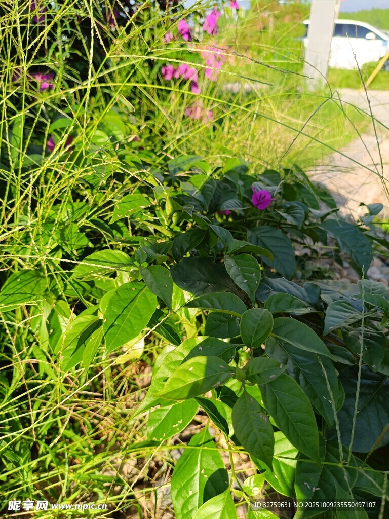 綠葉繁花中的自然景致