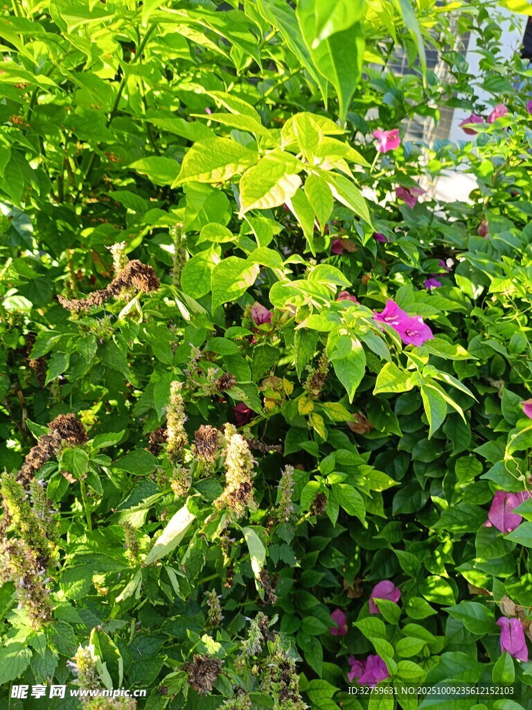 繁茂綠植間綻放的紫花