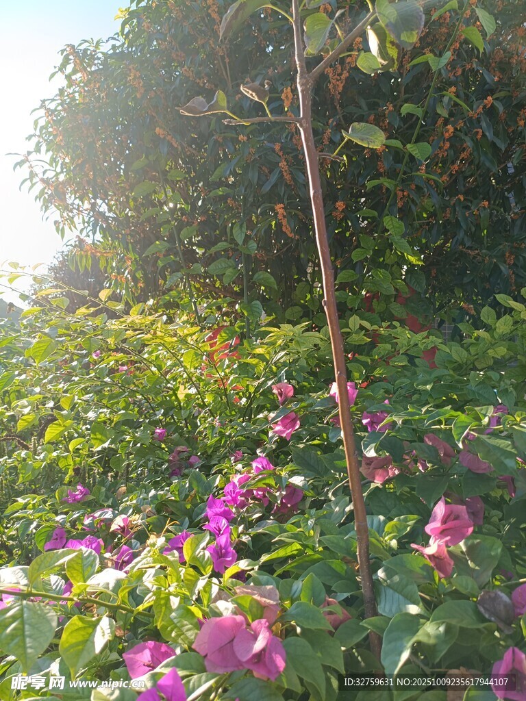 陽(yáng)光下繁花綠樹(shù)的美景