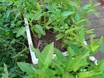 花園中綠植與白色物件