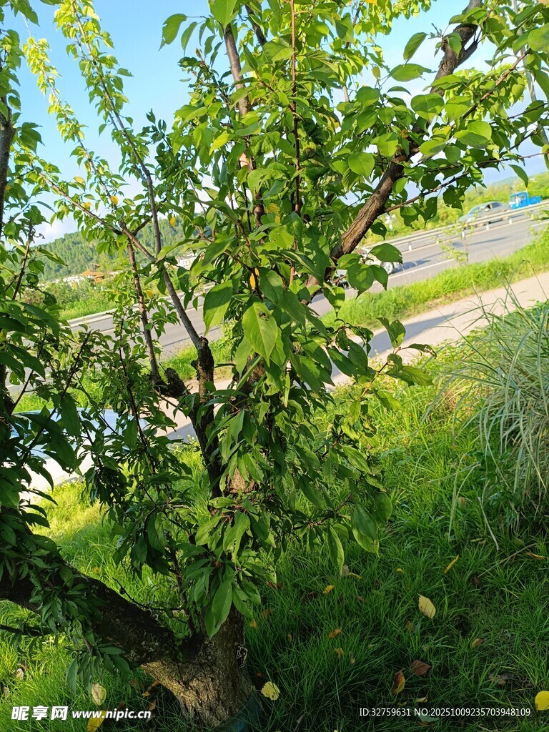 綠意盎然的戶外樹木景觀