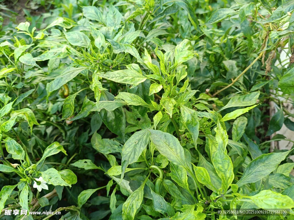 茂盛的綠色植物
