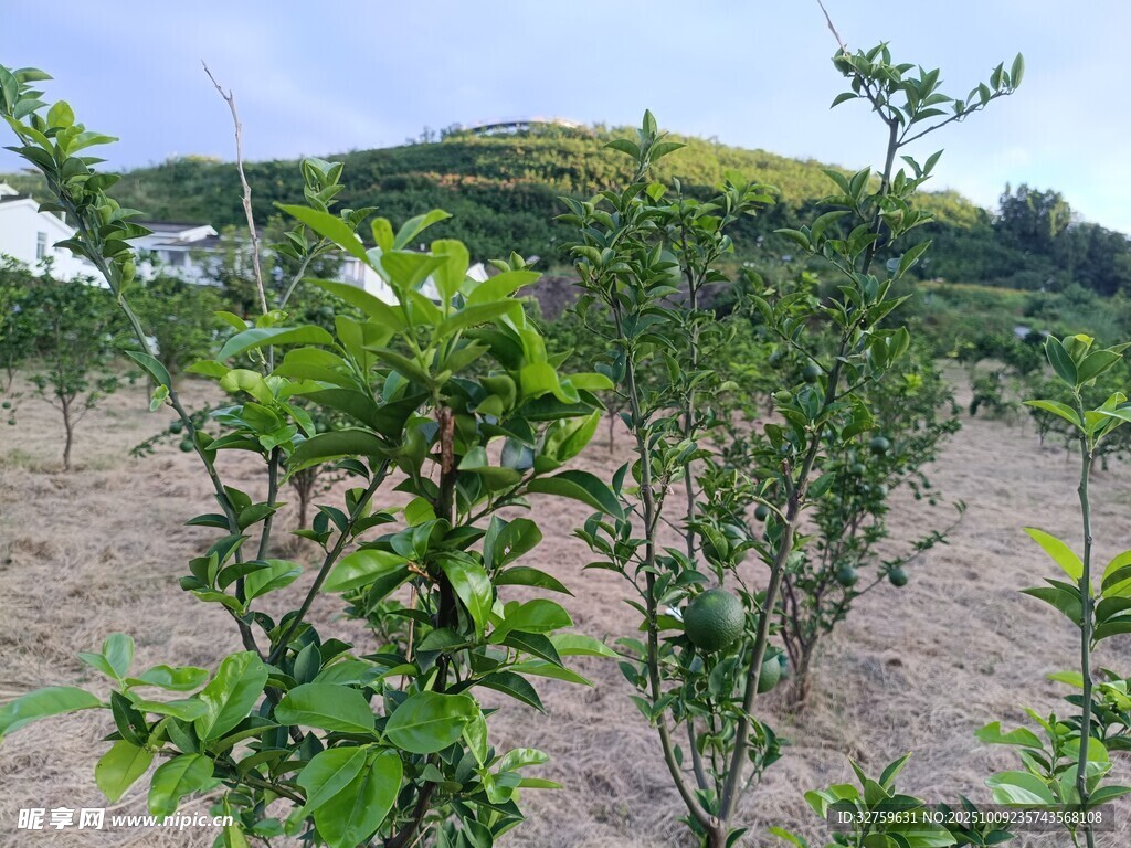 果園中的綠植