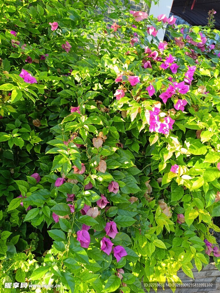 綠葉叢中綻放的艷麗花朵