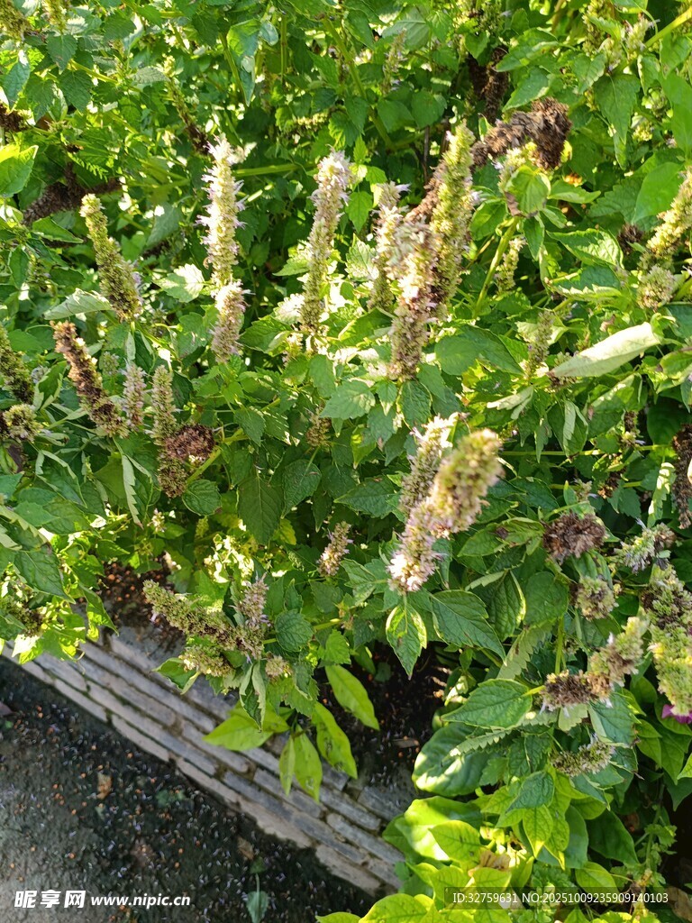 綠葉間的穗狀植物