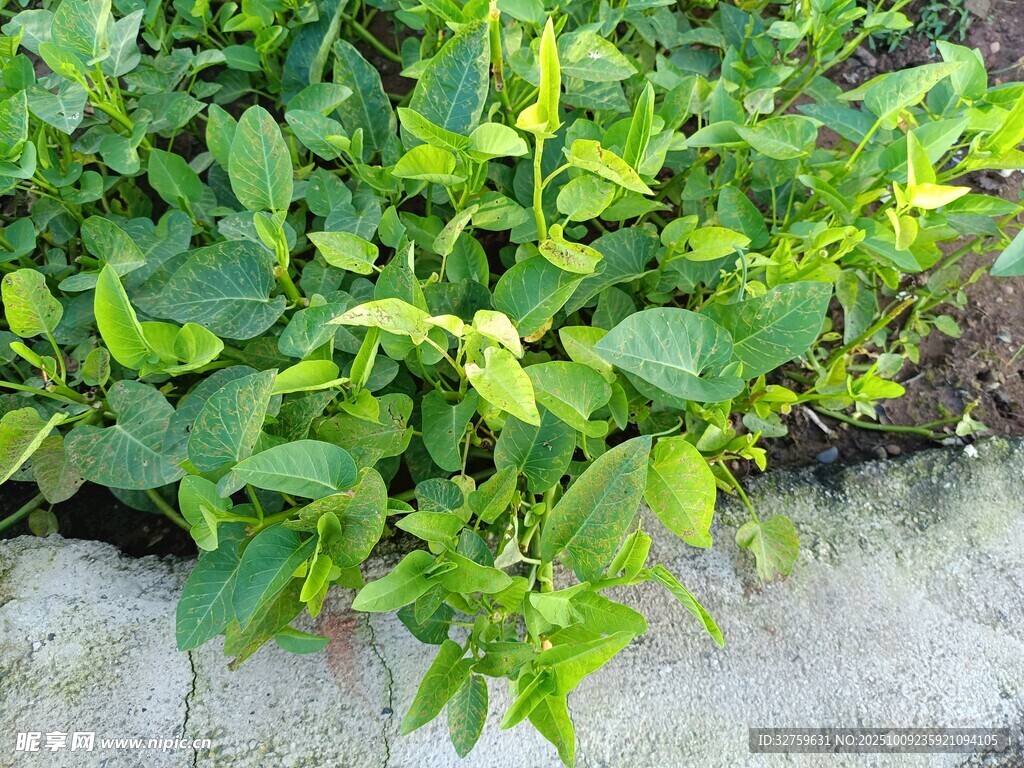 墻邊翠綠植物生機盎然