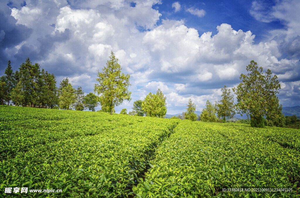翠綠茶園