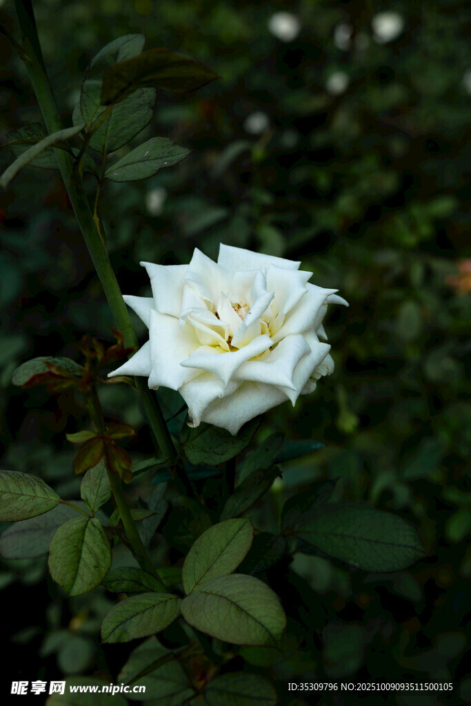 公園中盛開的月季花