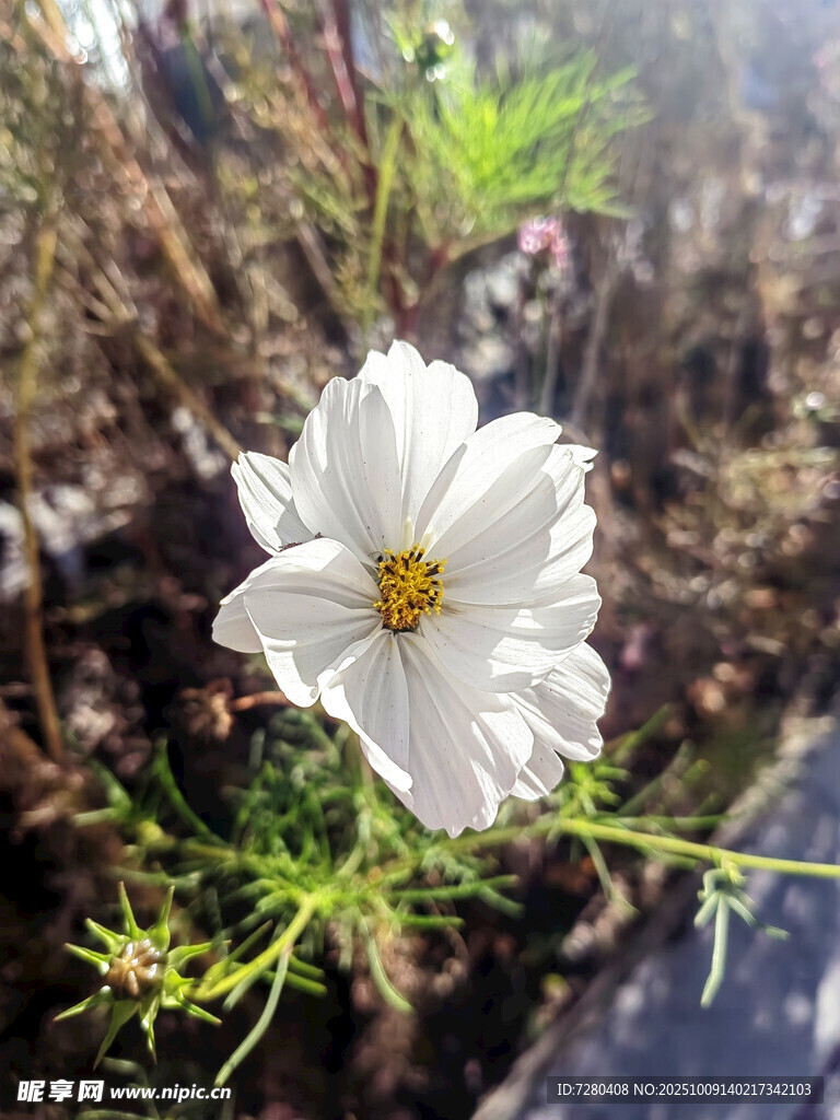 白色波斯菊特寫
