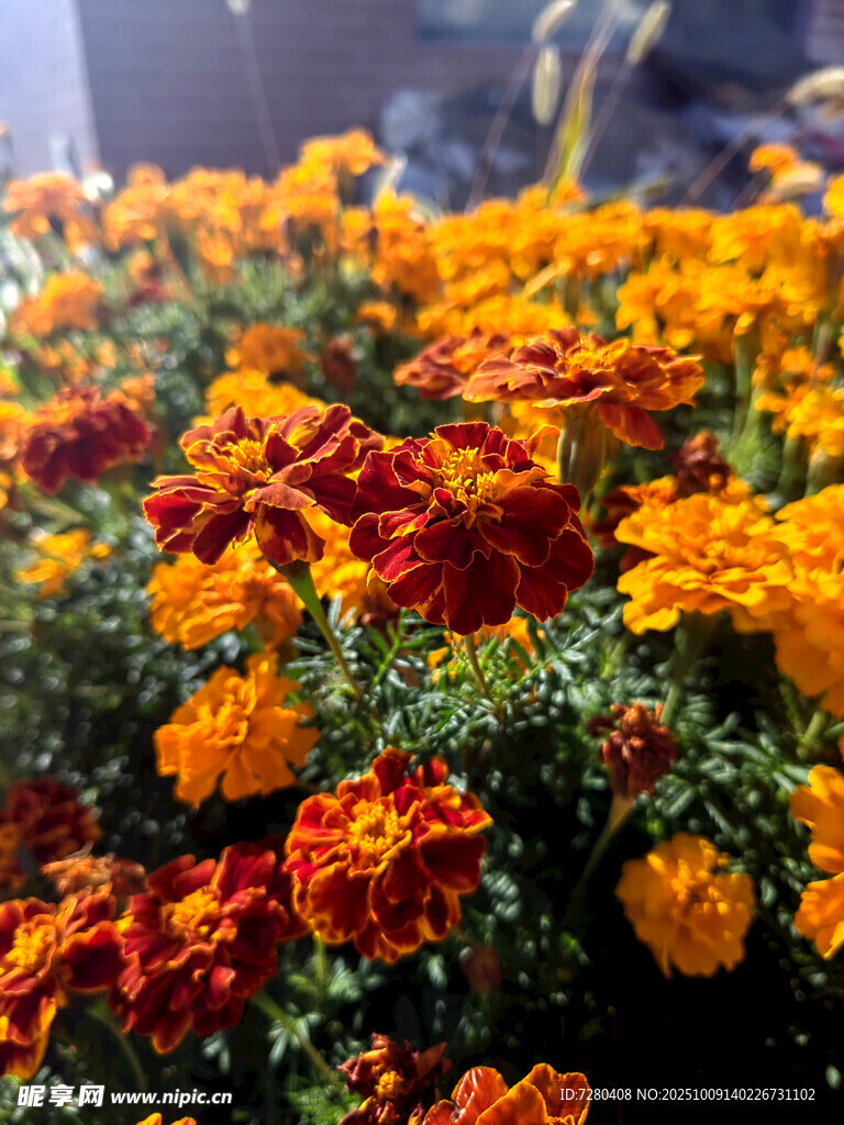 多彩萬(wàn)壽菊綻放美景