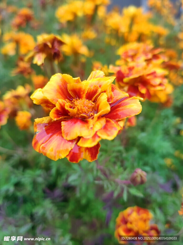 鮮艷萬壽菊綻放于綠野