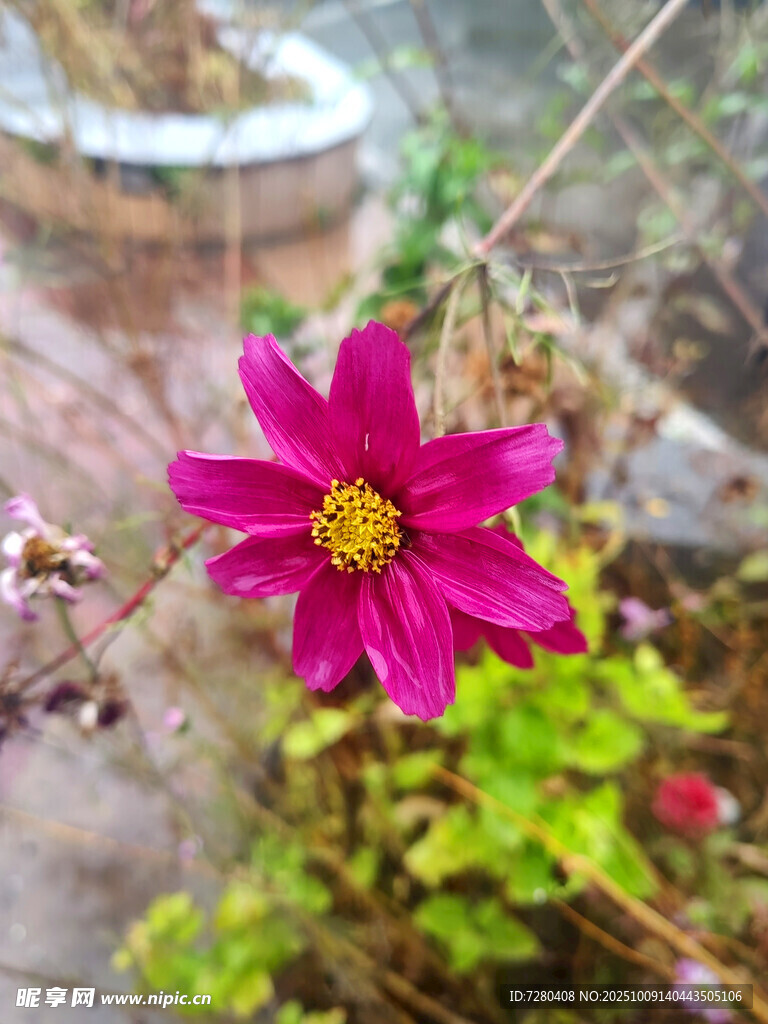 嬌艷玫紅花朵綻放