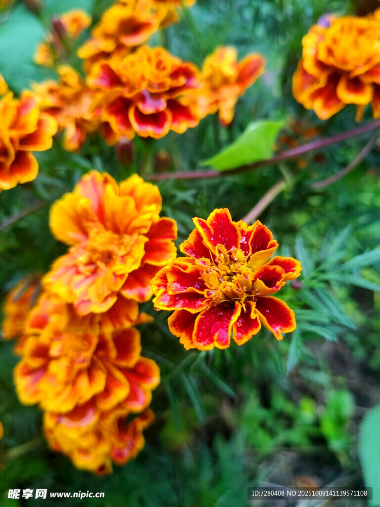 鮮艷多彩萬壽菊綻放
