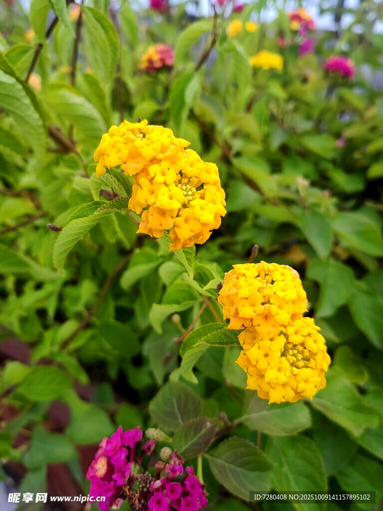 多彩花卉綻放生機