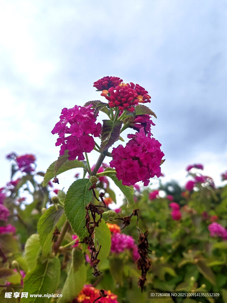 嬌艷綻放的紫色花卉