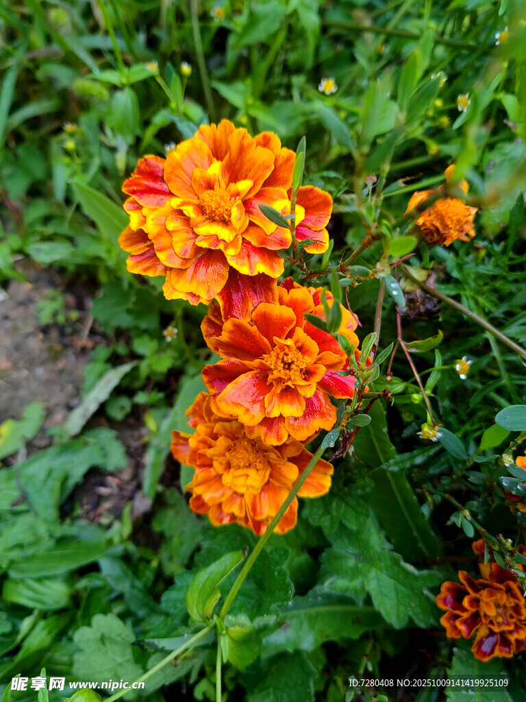 鮮艷橘色花朵綻放綠葉間