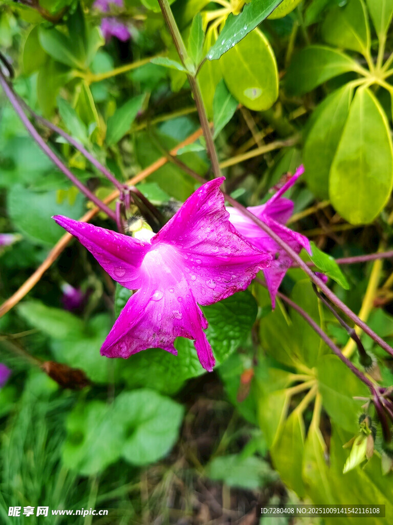 嬌艷紫色花朵綻放
