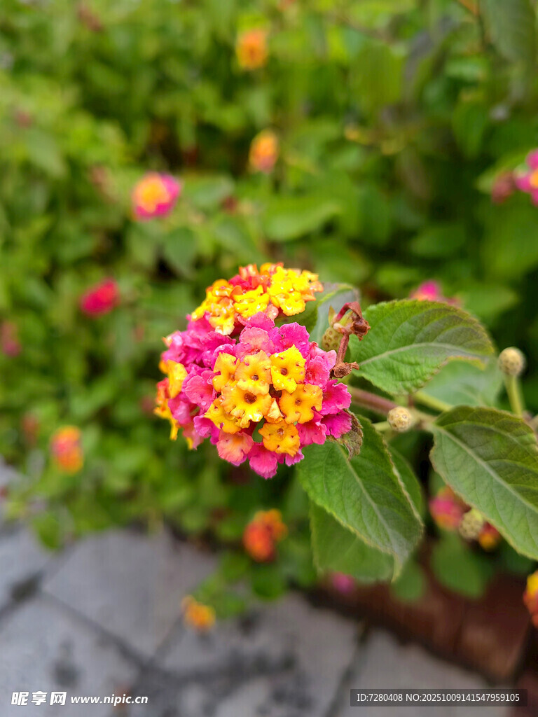多彩馬纓丹綻放于綠葉間