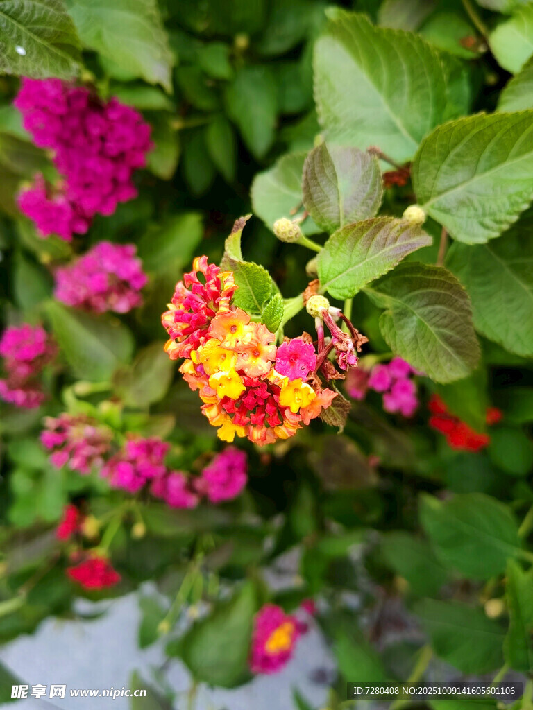 多彩花卉綻放