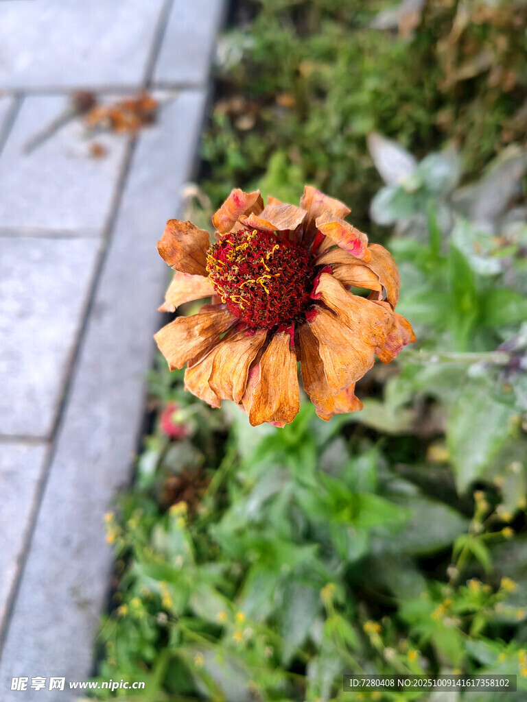 橙色花朵綻放于綠植間