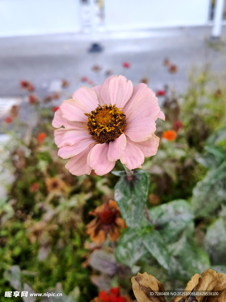 嬌艷粉色花朵特寫