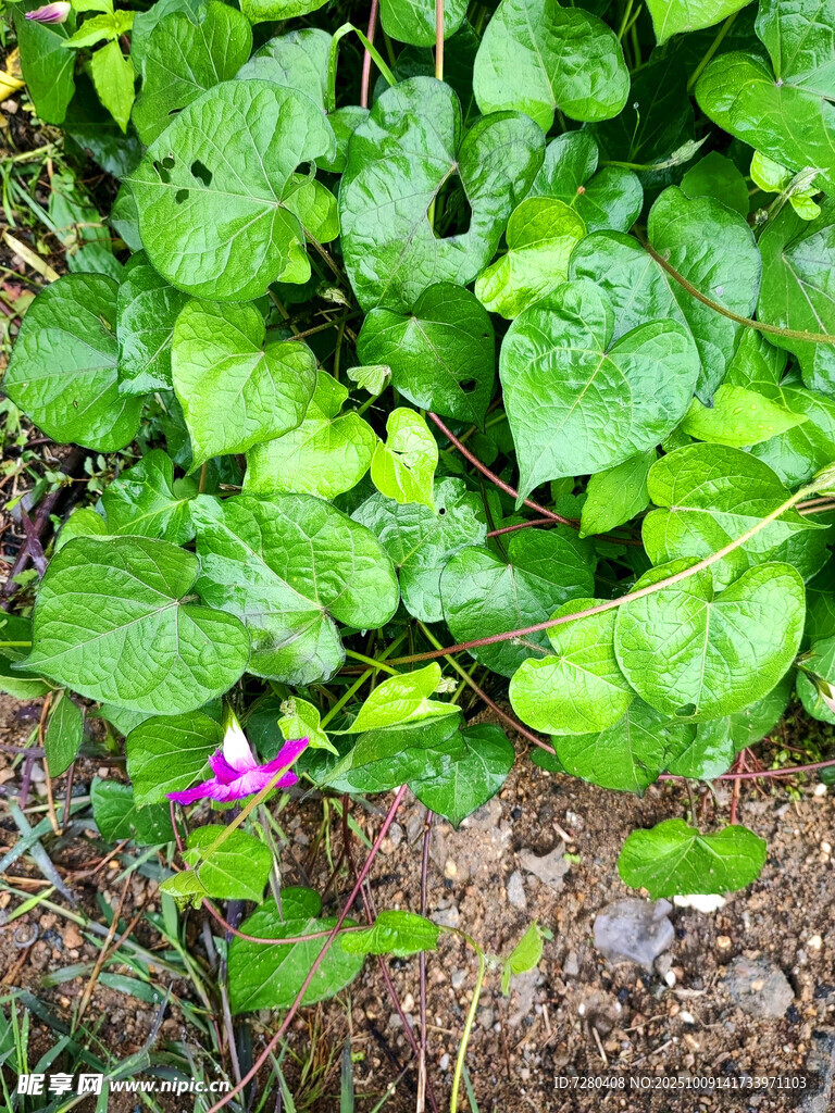 綠葉叢中綻放的紫色小花