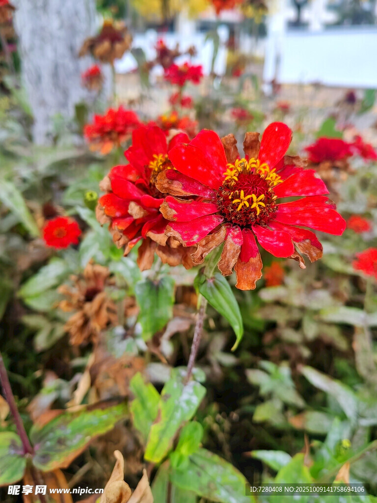 鮮艷紅色花朵綻放