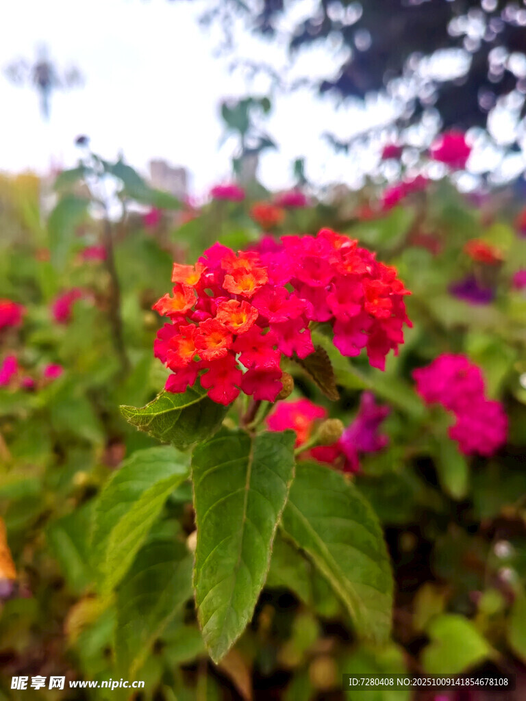 艷麗綻放的多彩花卉