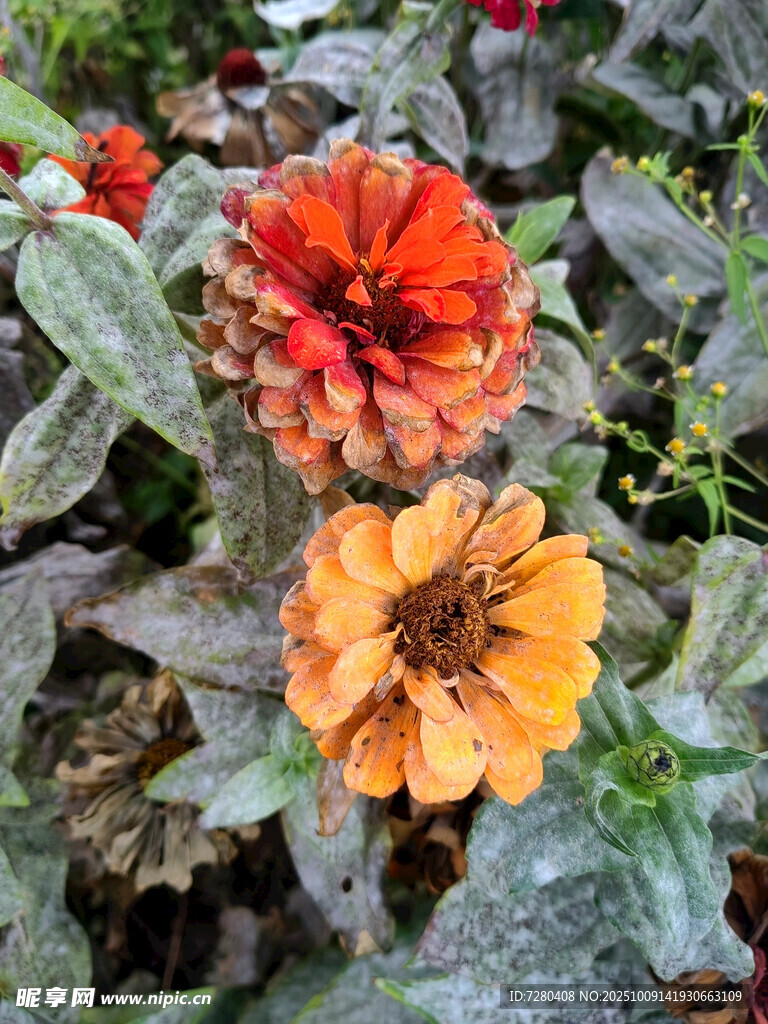 鮮艷綻放的橙紅色花朵