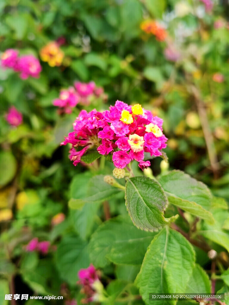 多彩馬纓丹綻放于綠葉間