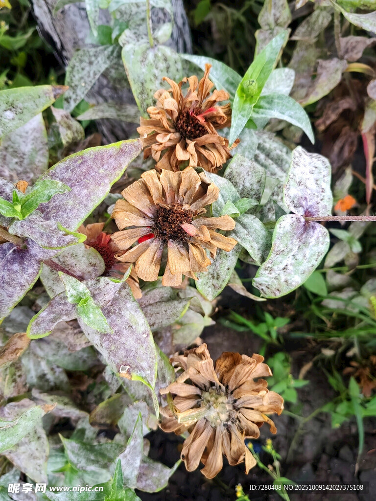 枯萎花朵與斑駁葉片景象