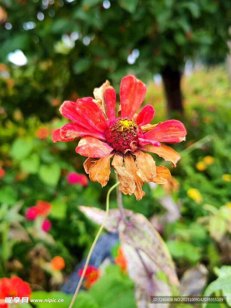 艷麗綻放的單朵百日菊
