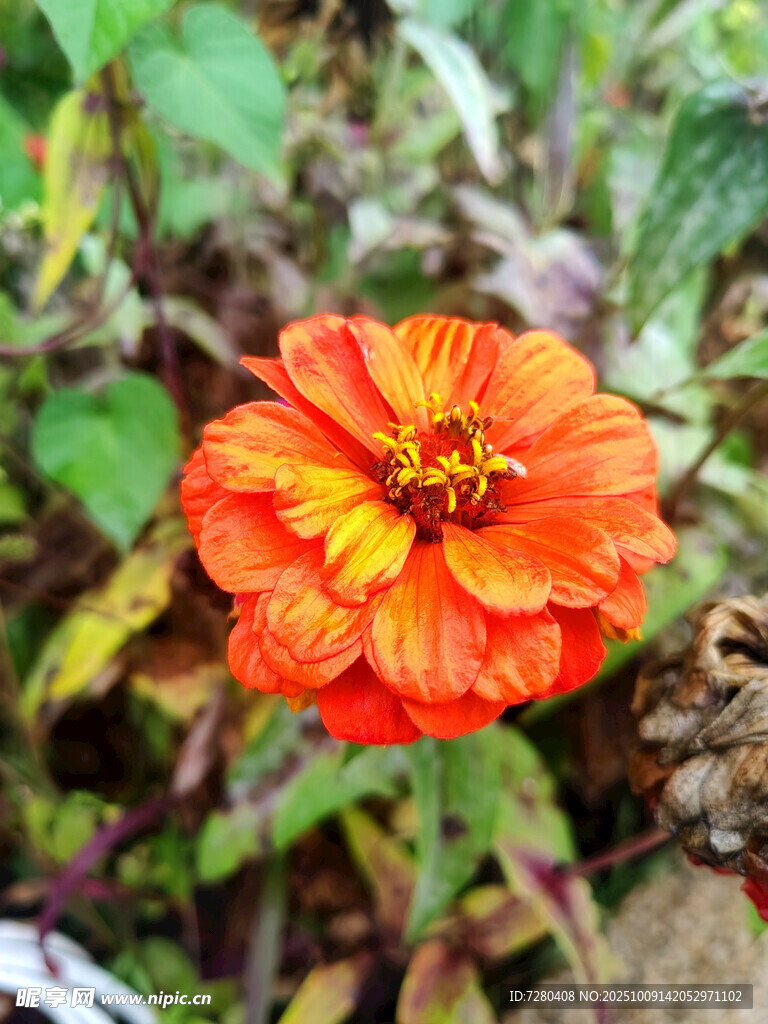 橙紅色綻放的美麗花朵