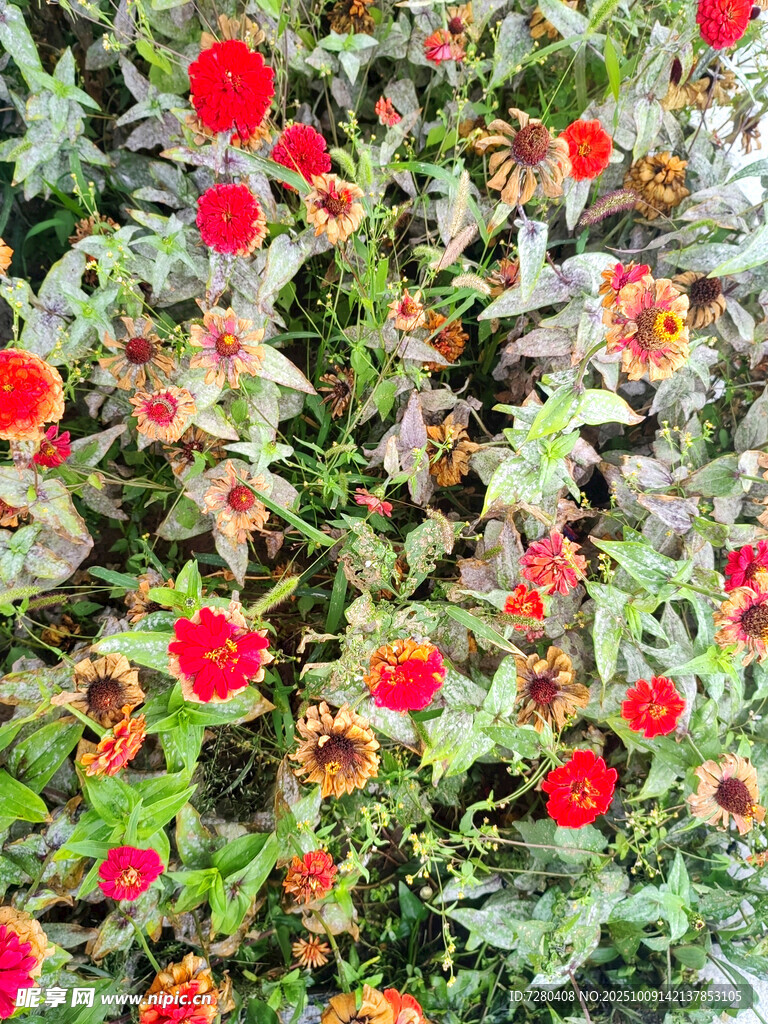 鮮艷花叢綻放美麗生機(jī)