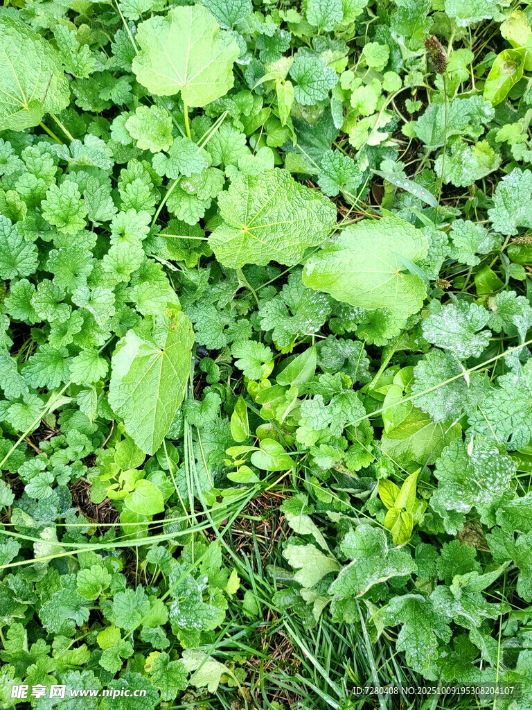翠綠鮮嫩的綠葉植物