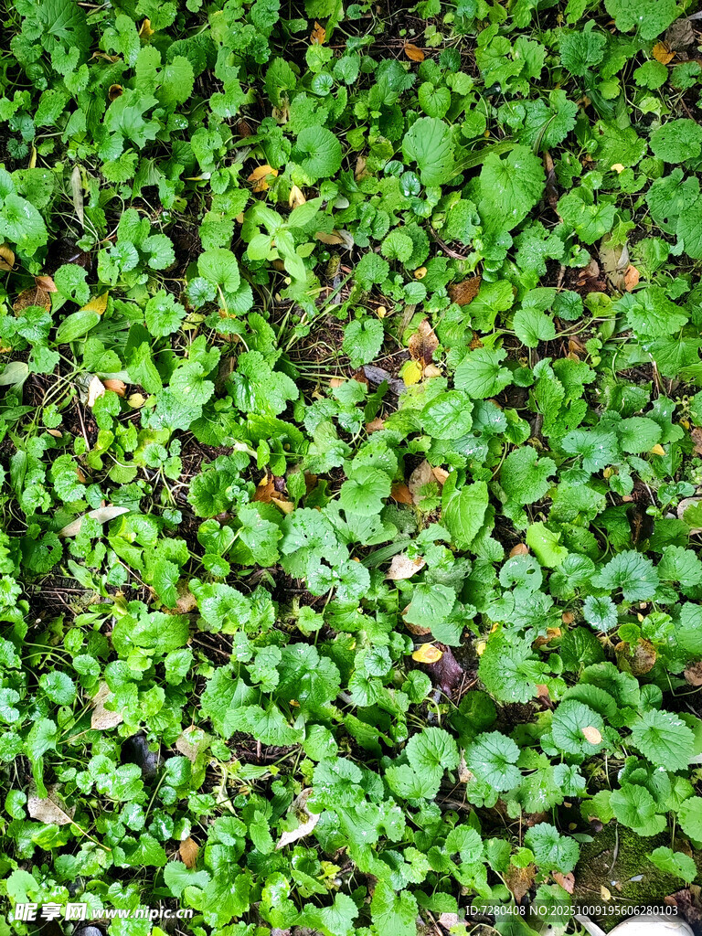 翠綠繁茂的地面綠植景觀