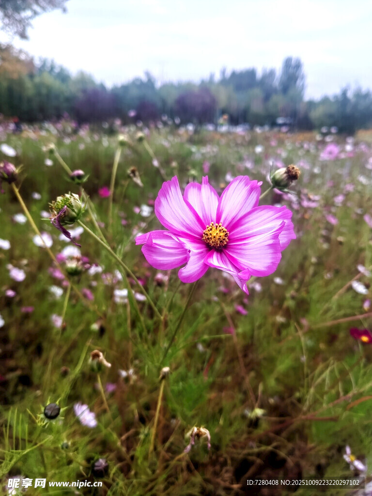 田野中的美麗粉色格桑花