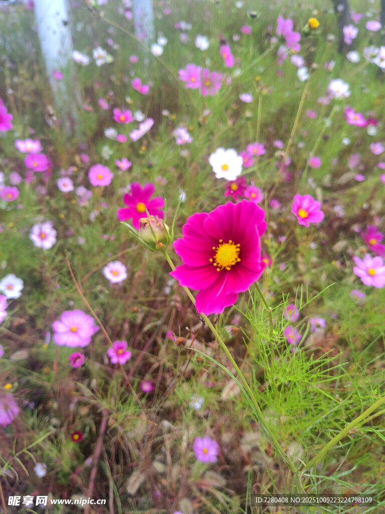 田野中的艷麗格桑花