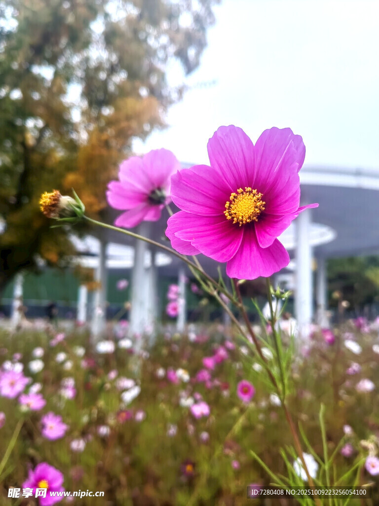 綻放的粉色波斯菊美景