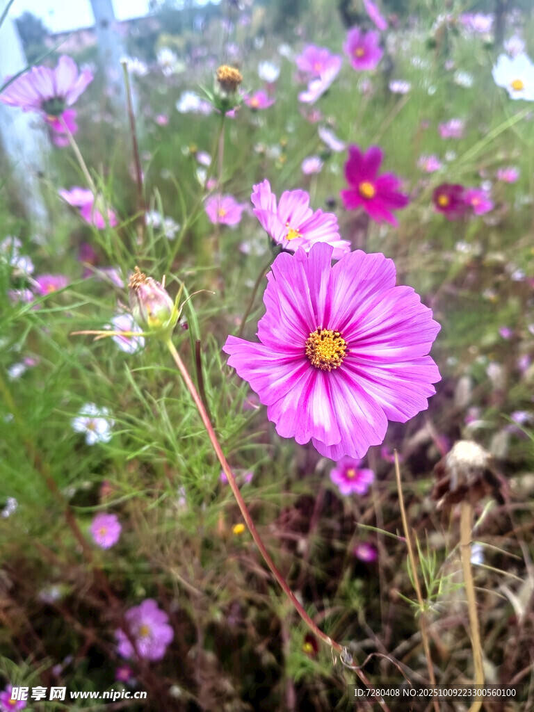 美麗格桑花綻放原野