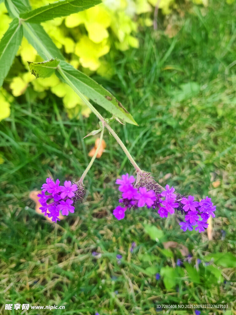 草叢中的紫色小花