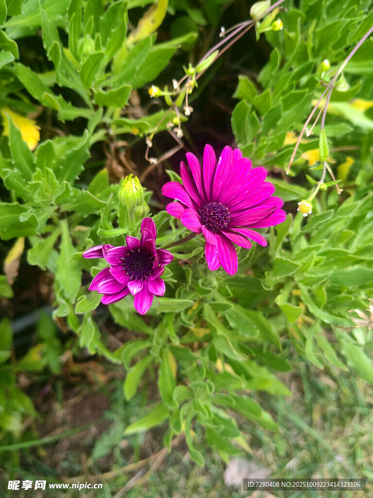 兩朵綻放的紫色美麗花朵