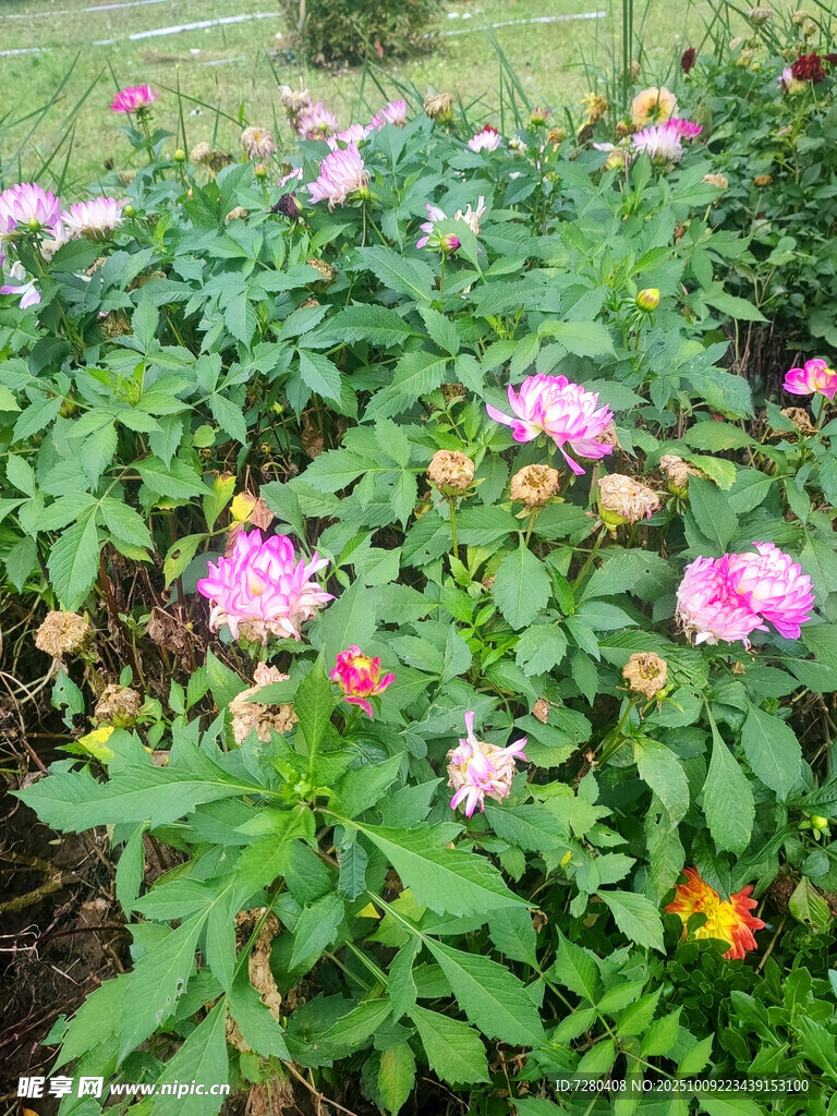 多彩花叢綻放絢爛生機(jī)