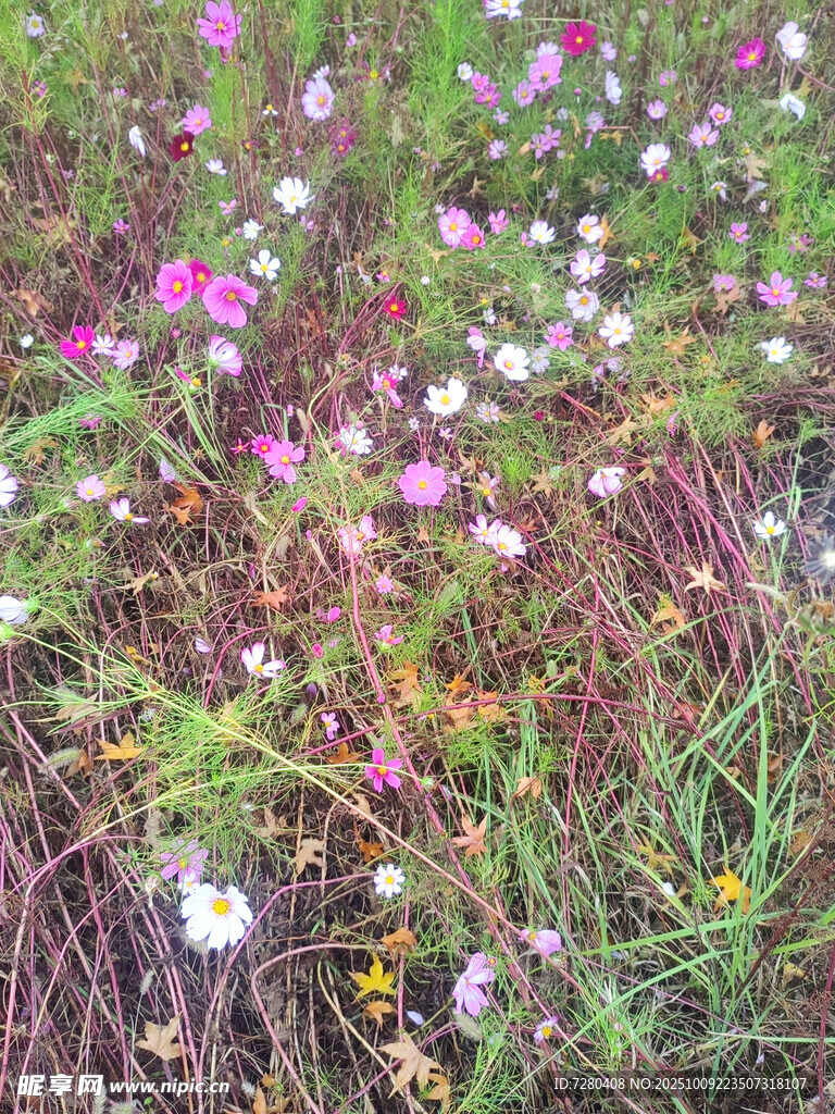 野花盛開(kāi)的繽紛草地