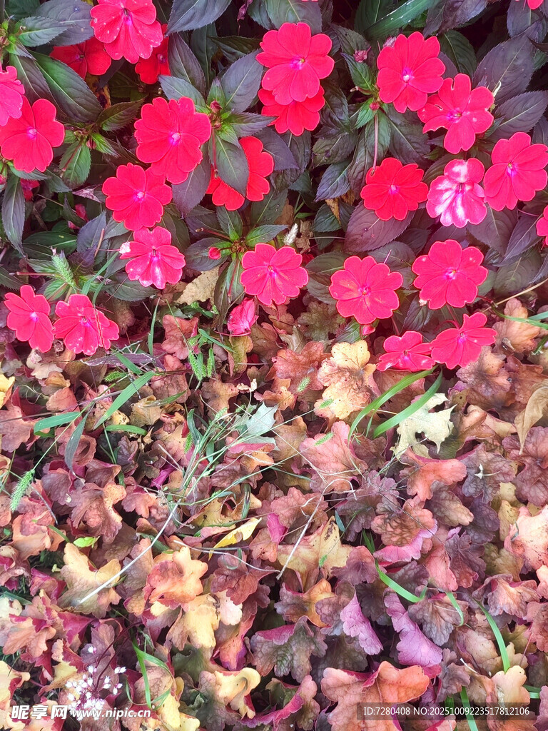 艷紅花朵與枯葉交織