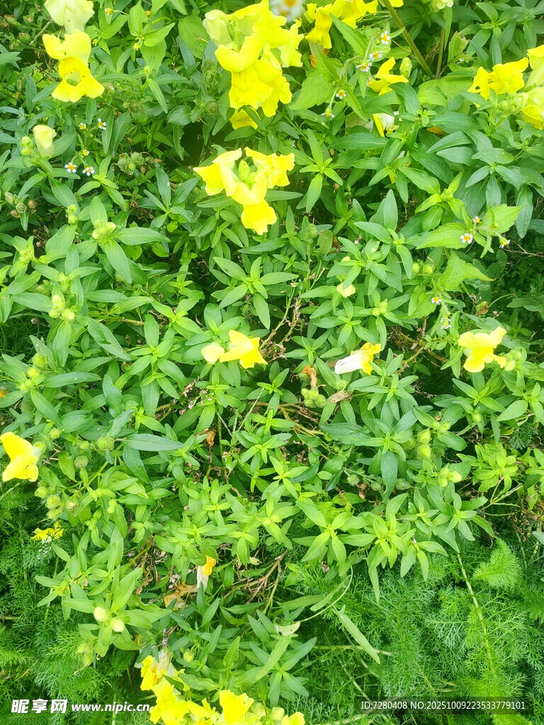 金黃小花綻放綠色草叢中
