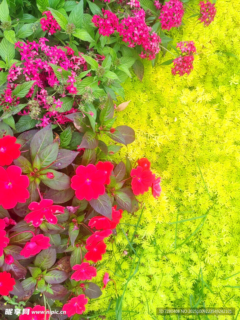 多彩花卉綻放生機(jī)