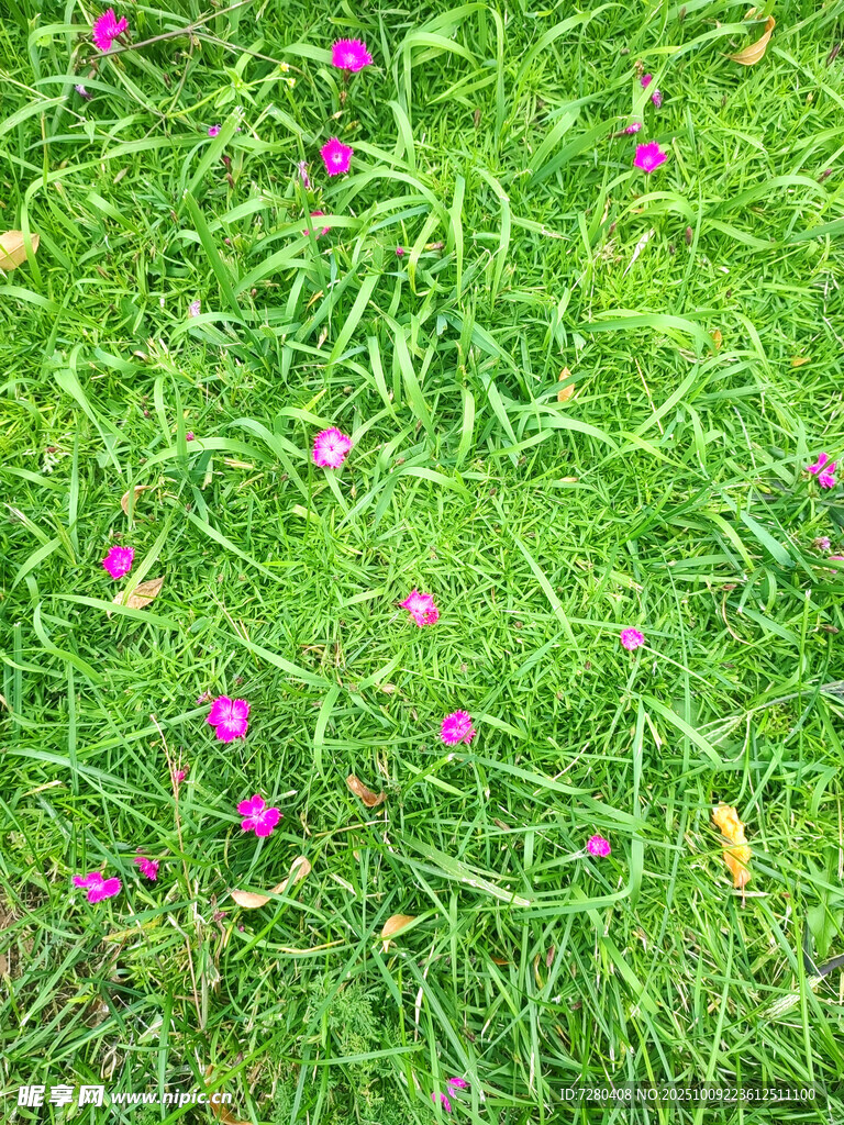 綠草間綻放的紫色小花