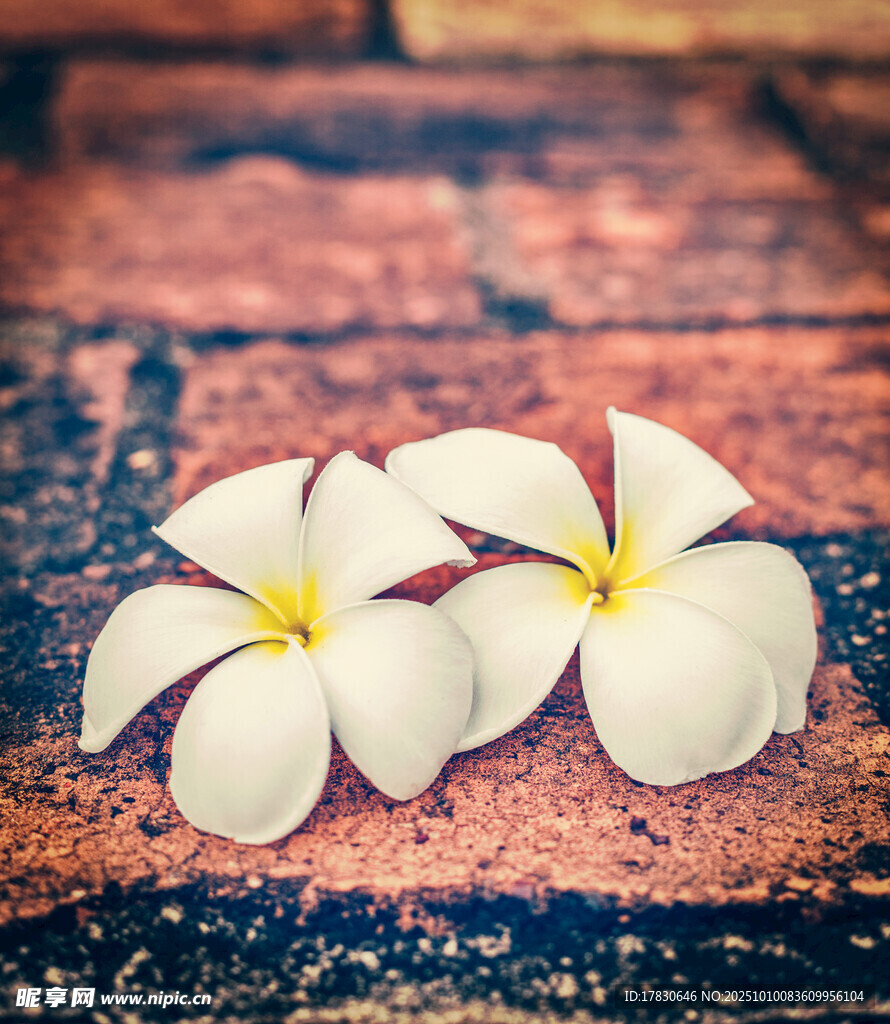 磚面上的兩朵白色雞蛋花